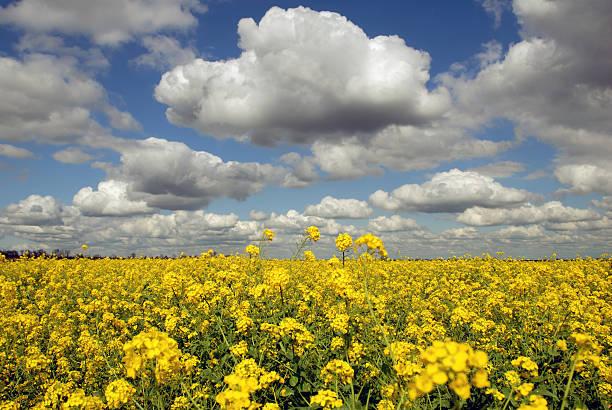 菜種フィールド - san joaquin valley ストックフォトと画像