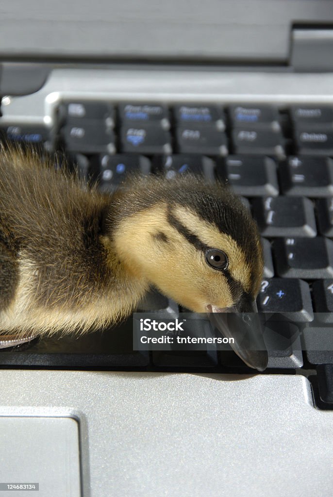 Closup Der Mallard Entenküken auf Computer-Tastatur - Lizenzfrei Bildkomposition und Technik Stock-Foto