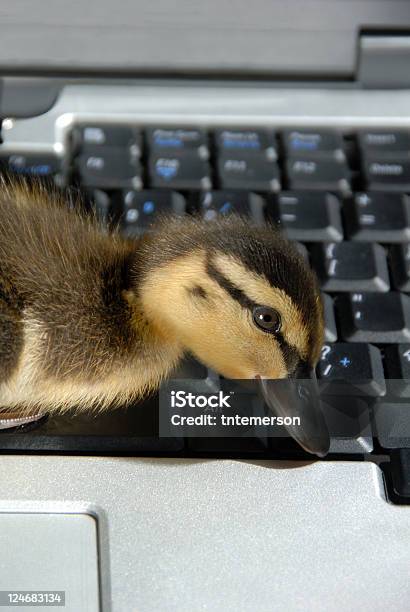 Closup のマラード Duckling にコンピュータキーボード - ふわふわのストックフォトや画像を多数ご用意 - ふわふわ, オフィス, カラー画像