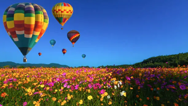 Beautiful colors of the hot air balloons flying on the cosmos flower field at chiang rai thailand