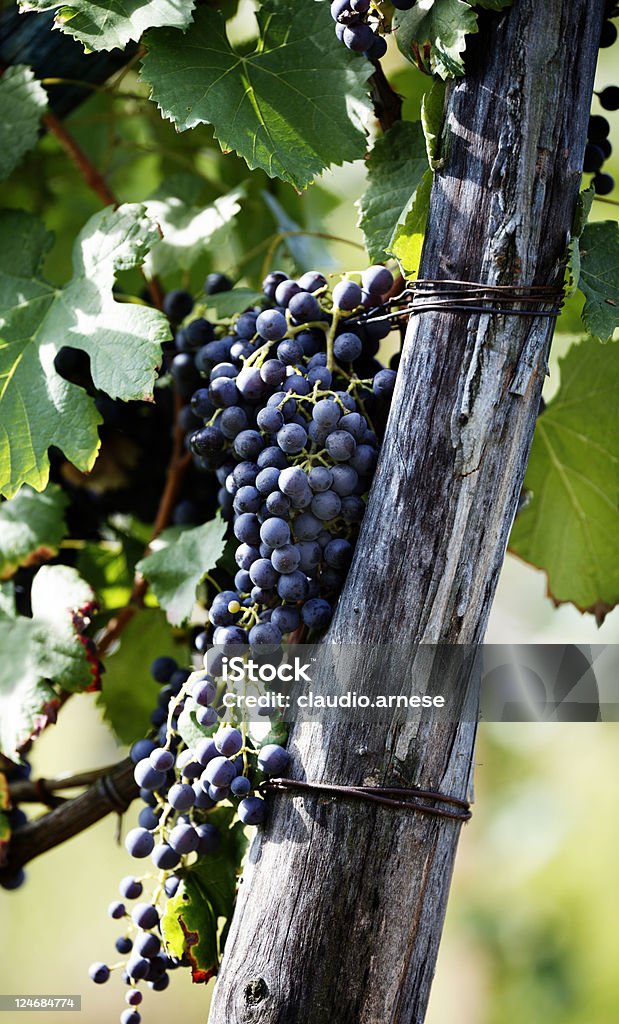 Vendemmia. Immagine a colori - Foto stock royalty-free di Ambientazione esterna