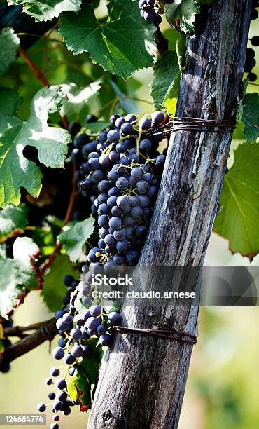 Vendemmia Immagine A Colori - Fotografie stock e altre immagini di Ambientazione esterna - Ambientazione esterna, Azienda vinicola, Cibo