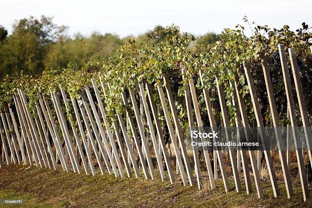 Vendemmia. Immagine a colori - Foto stock royalty-free di Ambientazione esterna