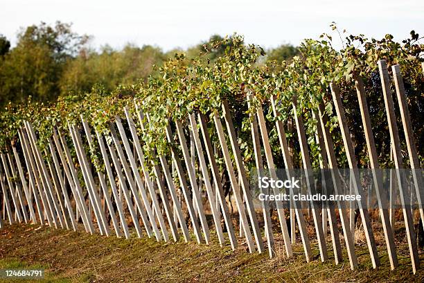 Vendemmia Immagine A Colori - Fotografie stock e altre immagini di Ambientazione esterna - Ambientazione esterna, Azienda vinicola, Cibo