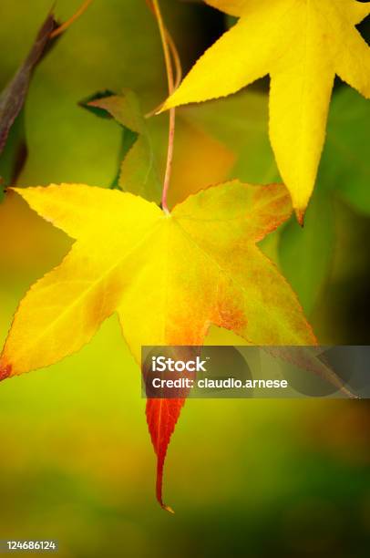 Foglie - Fotografie stock e altre immagini di Acero - Acero, Albero, Astratto