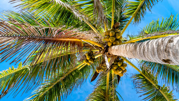Wide view from underneath a coconut tree. Summer sky on the background.