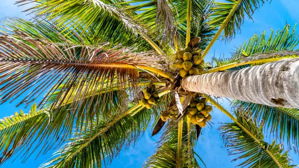 Photo of Wide view from underneath a coconut tree. Summer sky on the background.
