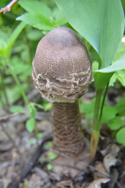 istock Forest mushrooms grew after the rain 1246882549
