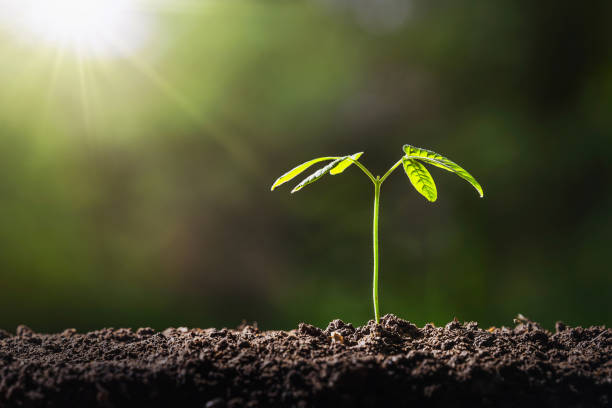 istock small tree growing on soil in garden with sunshine. eco environment concept 1246883864