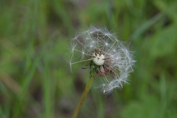 istock Various forest flowers closeup the bloom 1246901258