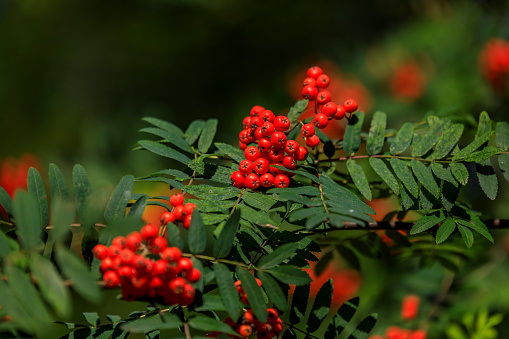 Branch with bright red rowanberries or ashberry on an ash tree with the background of green tree leaves in a wild forest near Stockholm Sweden