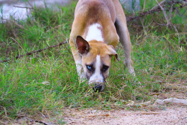 cachorro-de-dois-olhos em aterro sanitário é causado por cruzamento, ou causado por anormalidades de genes - cross eyed - fotografias e filmes do acervo