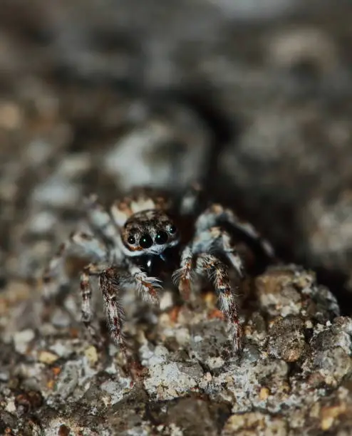 Macro Photography of Jumping Spider on oldstone