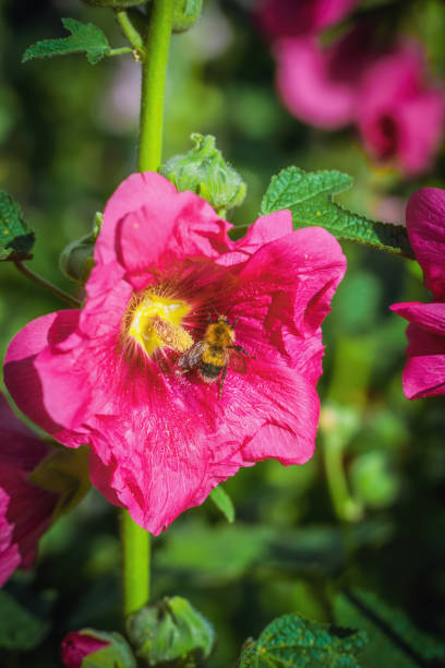 istock Bee collects flower nectar of malva 1246907115