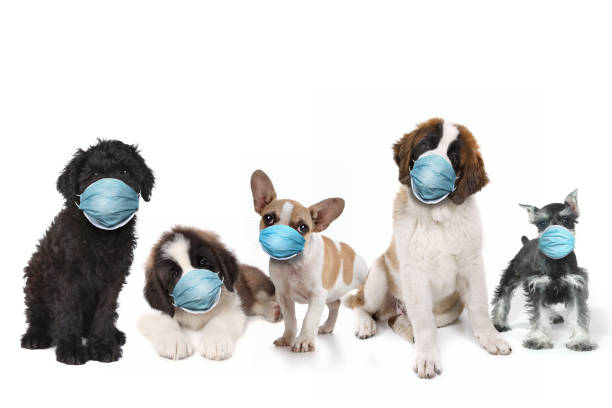 Happy Group of Puppies Wearing Protective Face Masks stock photo