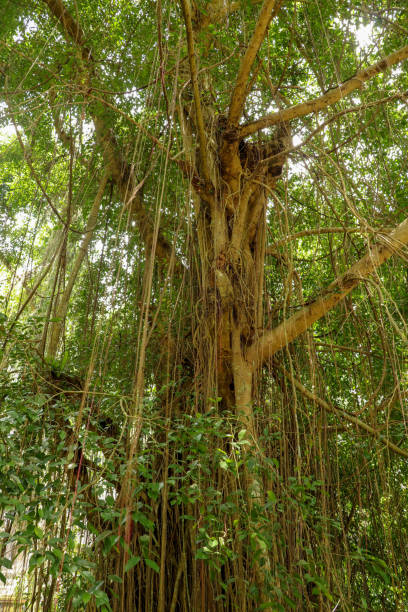 istock Ficus Elastica covered with long lianas in the rainforest. Rubber Fig or Rubber bush in Gunung Kawi Royal Tomb Valley. Rubber tree, Rubber plant, Indian rubber bush. 1246907832