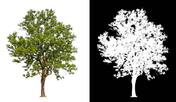 isolated tree on white background with clipping path - fundo transparente imagens e fotografias de stock