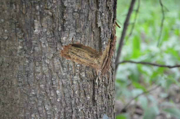 istock Collecting maple sap on a tree in a the forest 1246909282