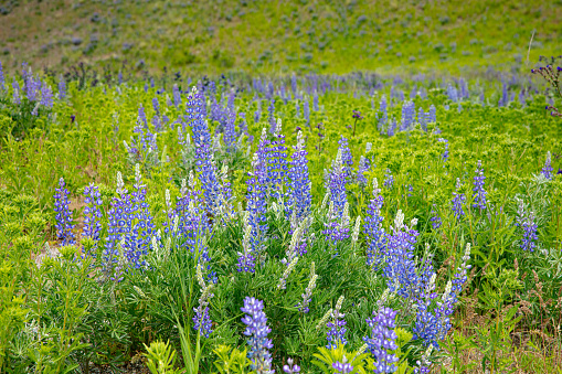 Wildflowers in natural outdoor setting.