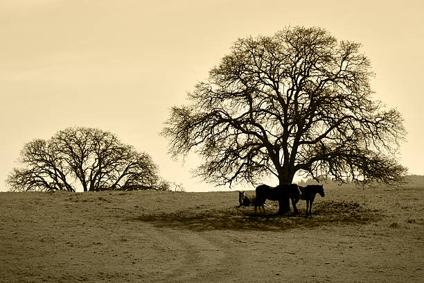 bare oak tree y caballos en invierno - tree bare tree silhouette oak fotografías e imágenes de stock