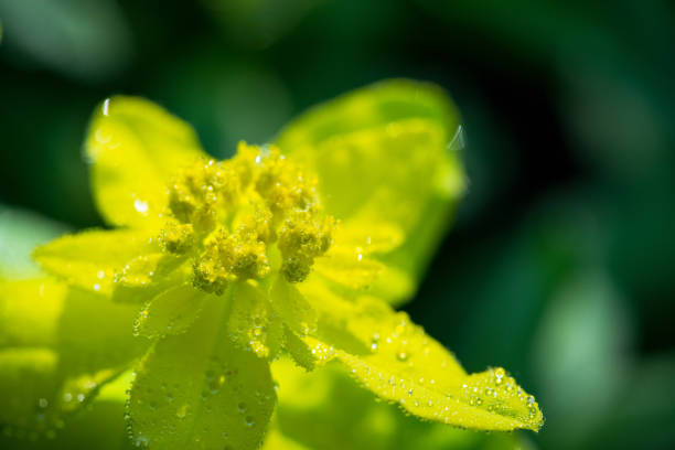 Blooming Euphorbia in the garden. Selective focus.