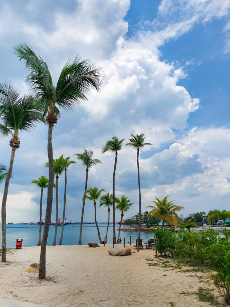 istock Palm trees on beach in Sentosa Island 1246911349