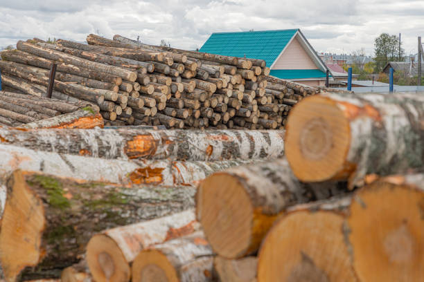 Wood large piles of cut tree trunks, round logs. Big felled, chopped and sawed tree trunks stored in timber yard. Forest cutting concept.
