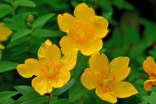 istock Hypericum patulum / Goldencup St John's Wort / Yellow mosqueta 1246912175