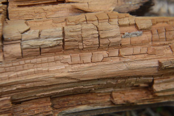 istock Texture of sawn tree trunks and shavings in a the  forest 1246913064