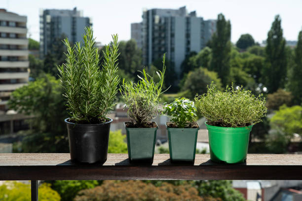 istock Cultivation of aromatic plants 1246914073