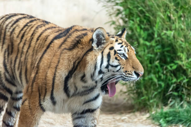istock Siberian tigers roam their territory 1246914074