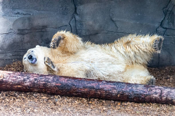 istock Polar bear mom protects her young 1246914098