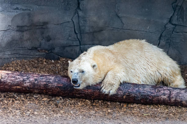 istock Polar bear mom protects her young 1246914198