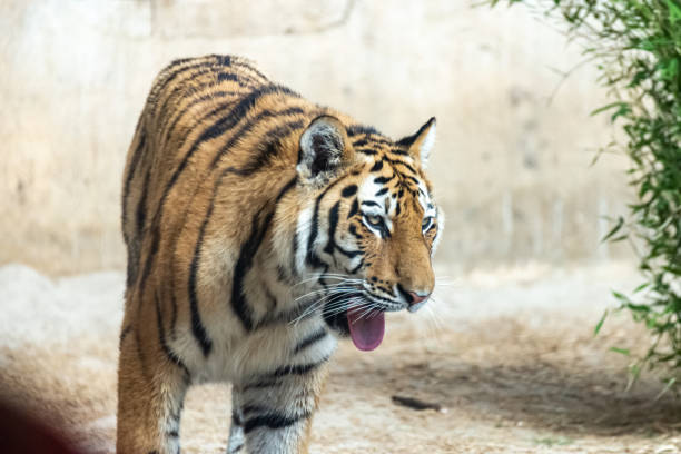 istock Siberian tigers roam their territory 1246914599