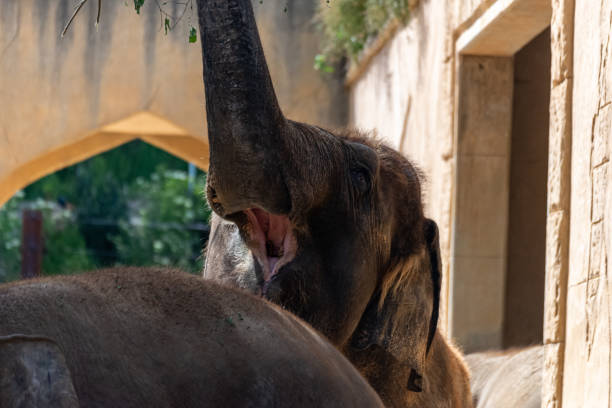 istock Elephant shows his mouth and raises his trunk 1246915438