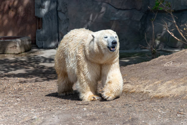 istock Polar bear mom protects her young 1246915456