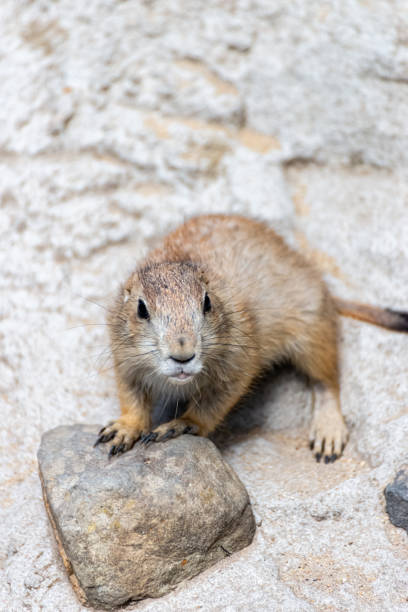 istock Prairie dog enjoys the warmth in the sun 1246915510