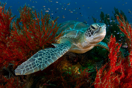 A sea turtle in Sipadan Island in Malaysia