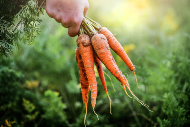zanahorias frescas recogidas de la granja biológica en la mano. - carrot vegetable food freshness fotografías e imágenes de stock