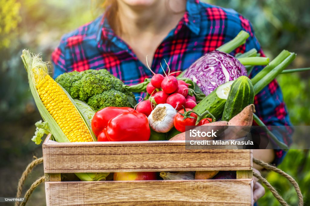 De vrouw die van de landbouwer houten doos hoogtepunt van verse ruwe groenten houdt. - Royalty-free Beschrijvende kleur Stockfoto