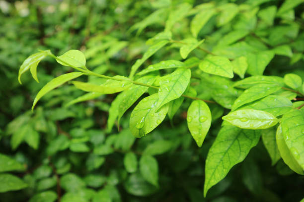 istock Closeup bright green leaves with raindrops 1246919762