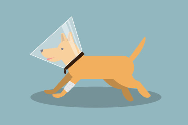 Walking redhead dog with bandaged paw and recovery pet cone isolated. Stock vector illustration in flat design. vector art illustration