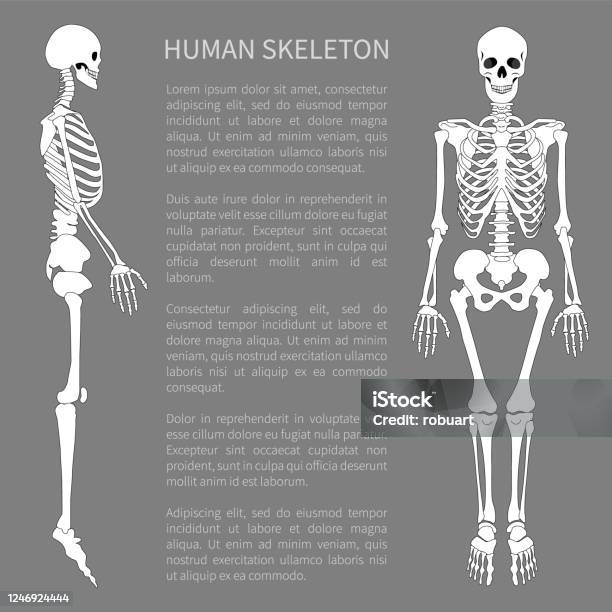 Skeleton Textmap Human Skeleton And Text Sample Vector Illustration Stock Illustration ...