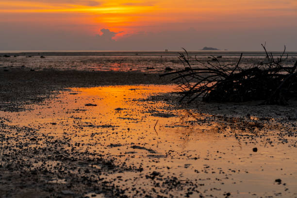 istock Mangrove forest silhouette with the sunset sky in Koh Phanagn, Surat Thani, Thailand.selective focus 1246926302