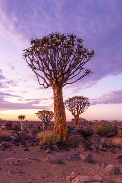 dramatyczny wschód słońca nad lasem drzew quiver, namibia - keetmanshoop zdjęcia i obrazy z banku zdjęć