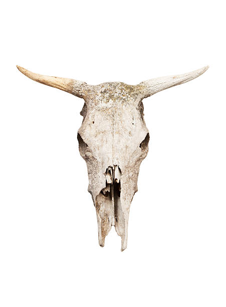 teschio di mucca - animal skull cow bull old foto e immagini stock