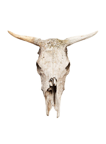 Cow skull Old cow skull isolated on white background. animal skull cow bull horned stock pictures, royalty-free photos & images