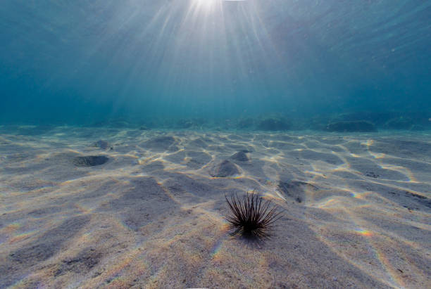 istock sandy seabed of the Mediterranean 1246931498