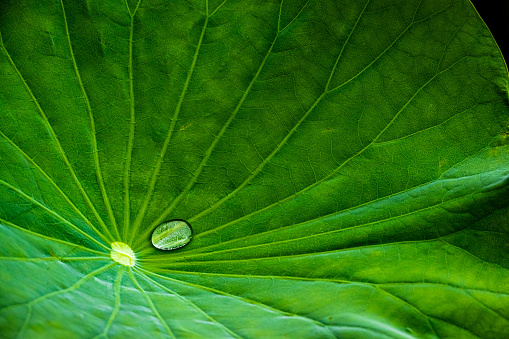 Lotus leaf closeup