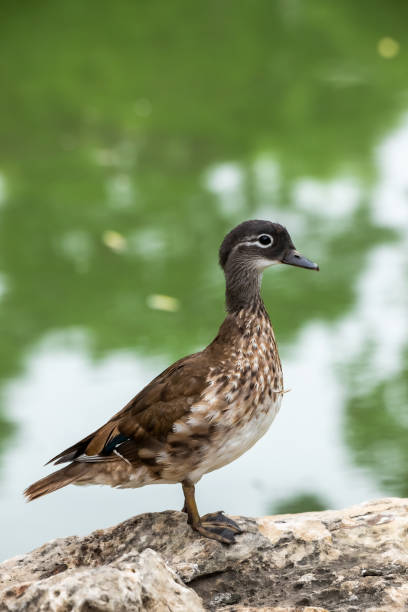 istock Duck closeup portrait 1246931560